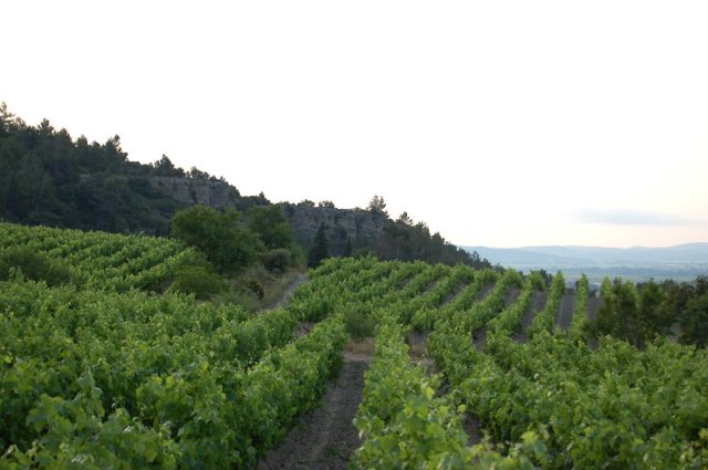 La Rousselle, vignoble du Vieux Parc