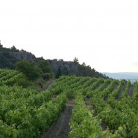 La Rousselle, vignoble du Vieux Parc